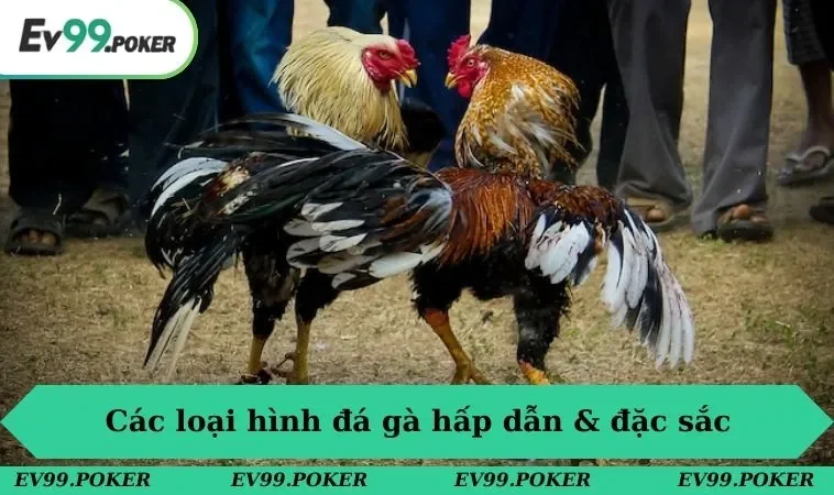 Đá gà EV99 2 Top những loại hình chọi kê đặc sắc không thể bỏ qua