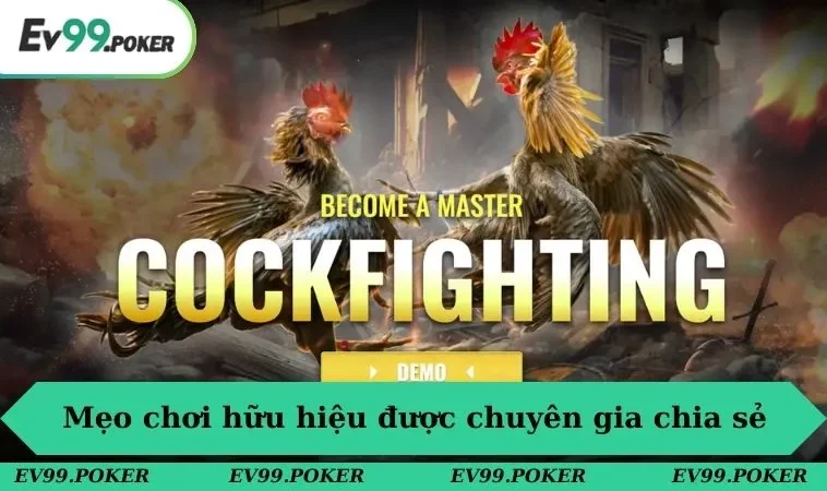 Đá gà EV99 3 Chia sẻ những mẹo chơi hữu hiệu được chuyên gia chia sẻ